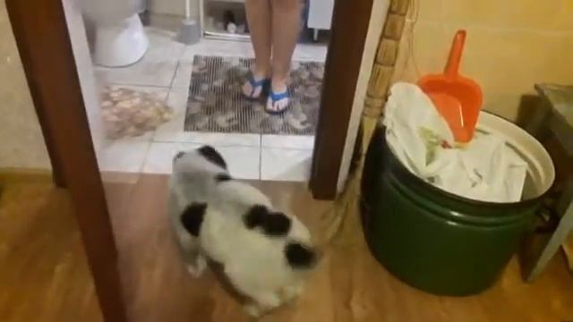 Воспитание Алабаев смотреть онлайн