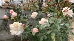 Роза КАРТ БЛАНШ ( Rose CARTE BLANCHE) г. Киев 30 октября 2021 г.