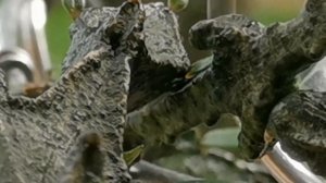 EP 115 มังกรดำ Ceropegia bosseri