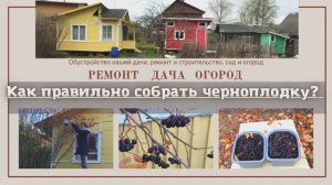 Как правильно собрать черноплодку?!