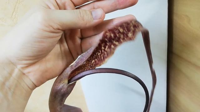 Sauromatum guttatum. Сауроматум