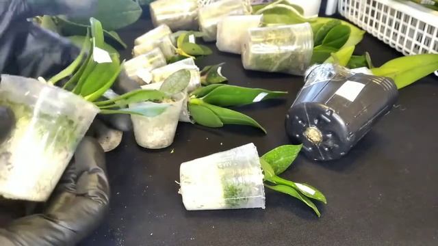 ИНТЕРЕСНЫЕ орхидеи из интернет- магазина ЧУДЕСНЫЕ ОРХИДЕИ. РАСПАКОВКА ПОСЫЛКИ С АЗИАТСКИМИ ОРХИДЕЯМ