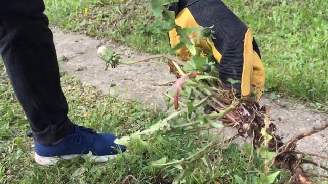 Удалители сорняков "Штопор", "Штыревой", "Bio Daisy", "Прямой" | CADEAUX.RU смотреть онлайн