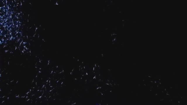 Клип My Chemical Romance - The Foundations of Decay