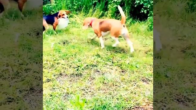 Смешные чихуахуа | Подборка видео приколов с чихуахуа смотреть онлайн