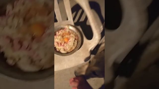 дрессировка щенка Алабая команда жди и нельзя во время кормление