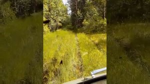 УАЗ головастик по бездорожью. Большие колеса.