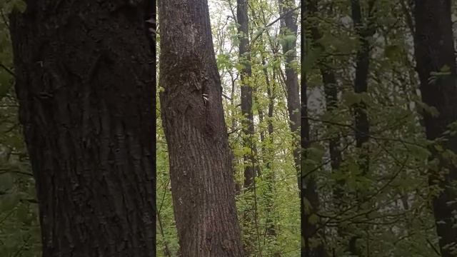 Гнездо мухоловки-белошейки, 28.04.19 смотреть онлайн