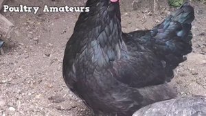 DOMINANT DS109 (marans hybrid)