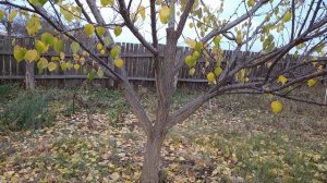 СТОЙКАЯ ПОБЕЛКА ДЛЯ ДЕРЕВЬЕВ ?