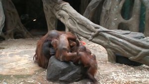 Забавные ОБЕЗЬЯНЫ Отец и сыновья % Эти забавные животные обезьяны