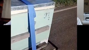 #3 О пчёлах #карника, пчеломатках, #кочевке и не только: #пчеловодство Влада Белозерова (RU)