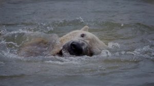 KODIAK BEAR VS POLAR BEAR - Who would win this fight?