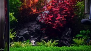 Укрощение Супер Люды: людвигия супер рэд for all