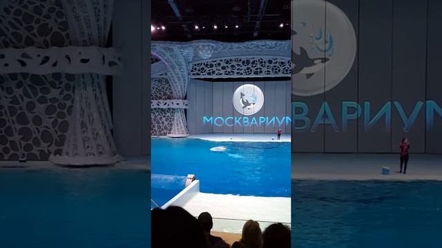 Москвариум. Белуги. Косатки. Моржы. Дельфины.(5)