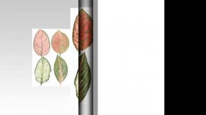 Что такое ДЕКОРАТИВНО-ЛИСТВЕННЫЕ растения и за что они ценятся в комнатном цветоводстве