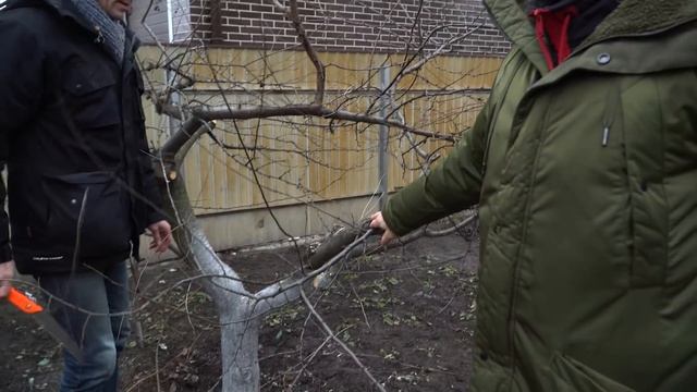 Как сделать дерево широким, а не высоким! смотреть онлайн