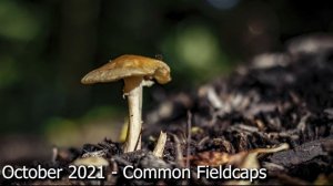 Finding Wild Mushrooms in the UK