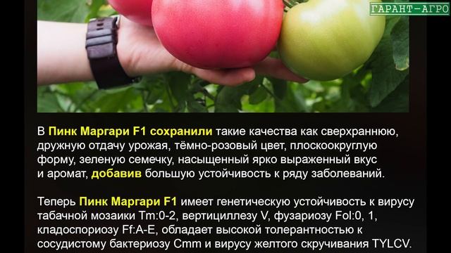 Томат розовый. ПИНК МАРГАРИ F1 смотреть онлайн