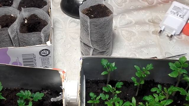 Выращивание низкорослых томатов зимой. Часть 3. смотреть онлайн