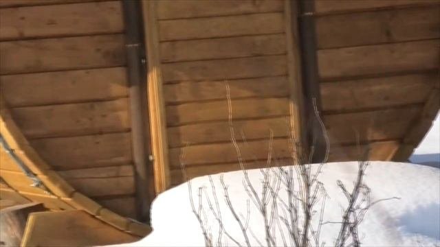03 03 2021г выращивание сосны кедровой-сибирской