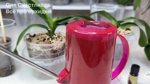 Радифарм для роста корней орхидеи