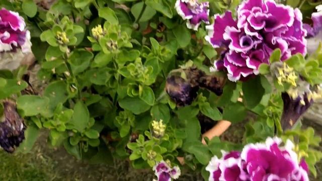 Мои гортензии и розы/ Большой обзор растений в сентябре/ Пересаживаю ирисы смотреть онлайн