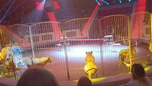 Выступление Львов и тигров в Цирке Нижнего Тагила