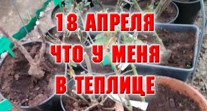 Моя теплица 18 апреля.mp4