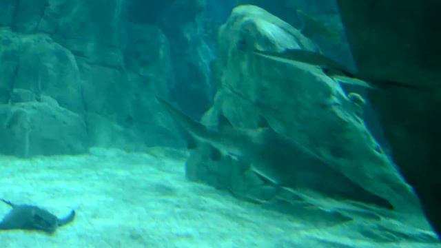 Sharks and bull-faced stingrays at Istanbul Aquarium смотреть онлайн