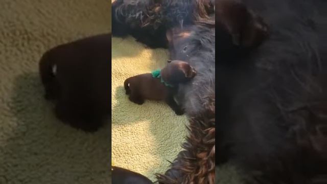 Briard Mom Gigi and her pups video 2