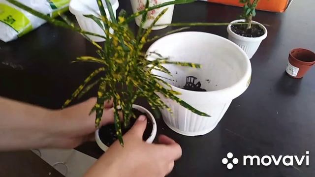 Комнатные цветы . Цветочные новинки  из садового центра Планета Лета!!