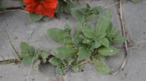 Можно ли собирать семена с ампельной петунии?