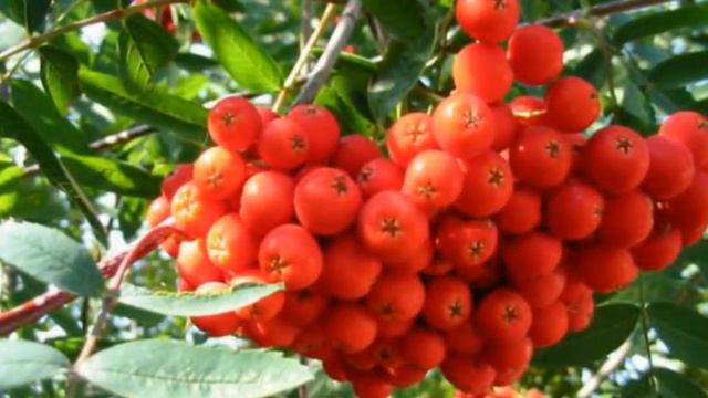 Невежинская Рябина Купить Саженцы