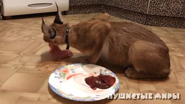 Выпуск #32 - ДЕГУСТАЦИЯ МЯСА. ТОП-3 ПО ВЕРСИИ КАРАКАЛА смотреть онлайн