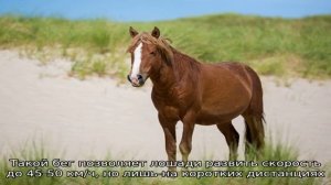 Виды бега: от неспешного аллюра до стремительного галопа