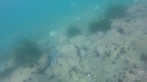 Подводная охота на терпуга в Находке