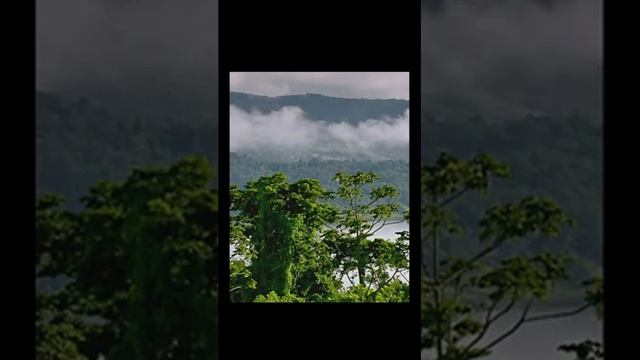 Джунгли. Звуки птиц и зверей