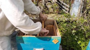 Пчелопакет от покупки до откачки меда