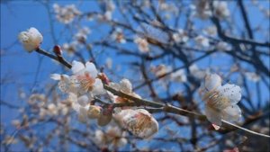 Сливовый сад