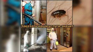 Оказываем услуги дезинсекции, дезинфекции и дератизации в городе Курган.