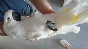 Warning! The Truth About Cockatoos