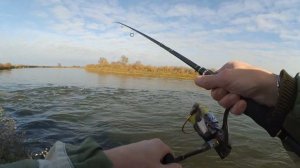 Жерех на раттлин осенью. Опять на рыбалке.