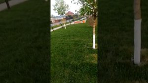 Рулонный газон в Краснодаре