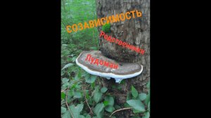 Созависимость или социальный паразитизм? #лудомания #игромания #игроваязависимость