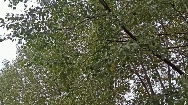 12 ноября народный праздник Синичкин день. Народные приметы и традиции. Запреты дня.