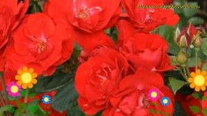 Роза флорибунда Торнадо. Краткий обзор, описание характеристик, где купить саженцы Tornado