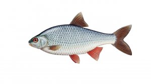 Плотва. Ловля плотвы зимой со льда.