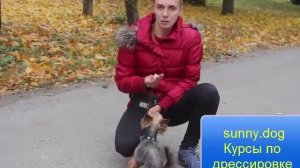 Дрессировка йорка. Первое занятие по послушанию.
