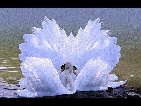 Красота спасет мир! смотреть онлайн